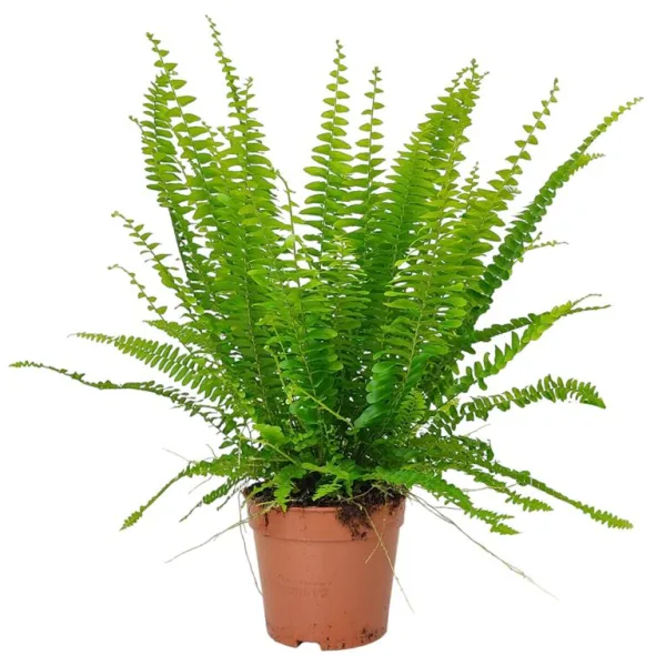 Paproć nefrolepis (Nephrolepis 'Green Lady') 40cm