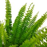 Paproć nefrolepis (Nephrolepis 'Green Lady') 40cm