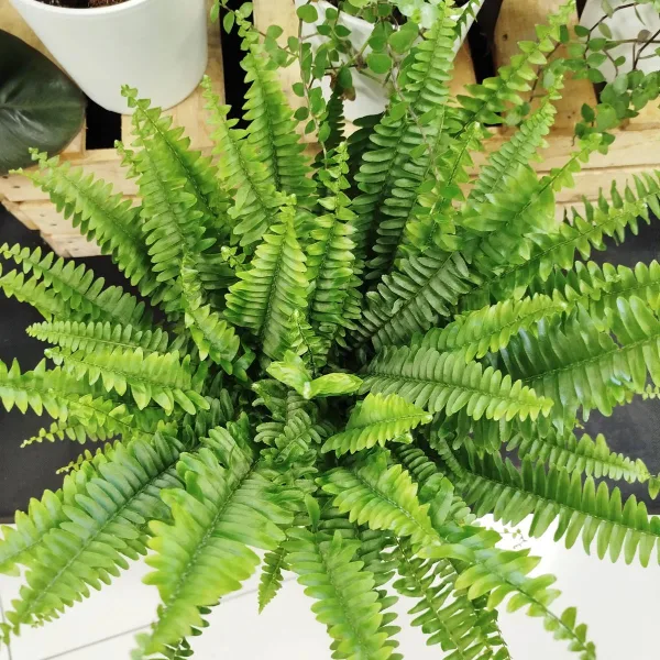 Paproć nefrolepis (Nephrolepis 'Green Lady') 40cm