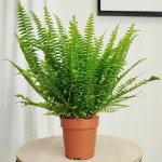 Paproć nefrolepis (Nephrolepis 'Green Lady') 40cm
