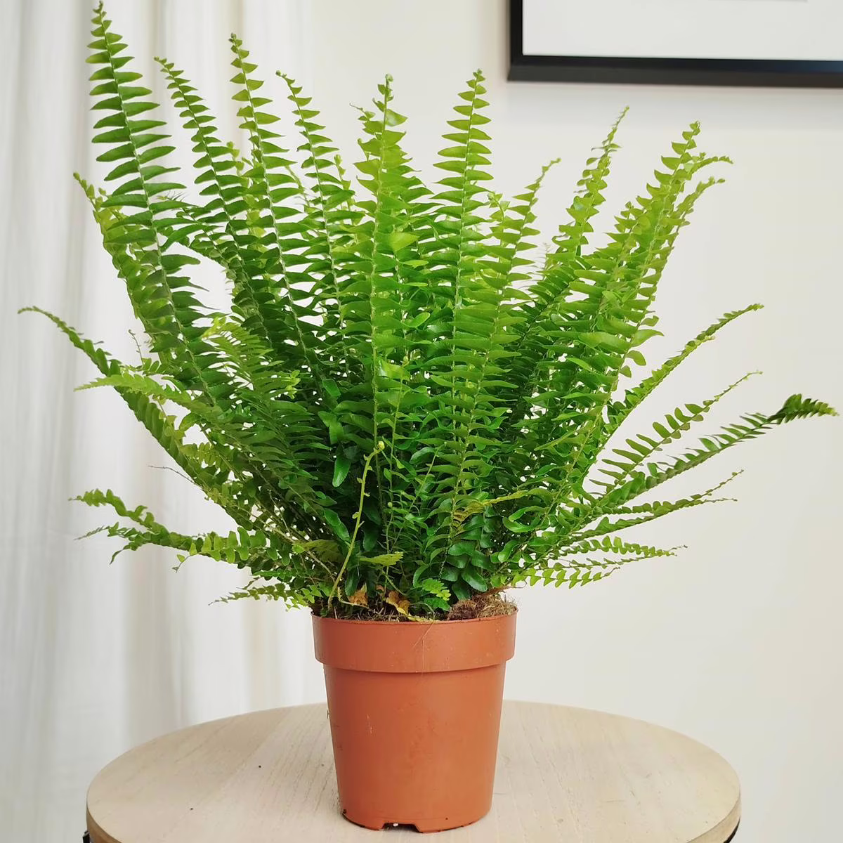 Paproć nefrolepis (Nephrolepis 'Green Lady') 35-40cm