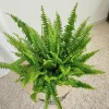Paproć nefrolepis (Nephrolepis 'Green Lady’) 40cm