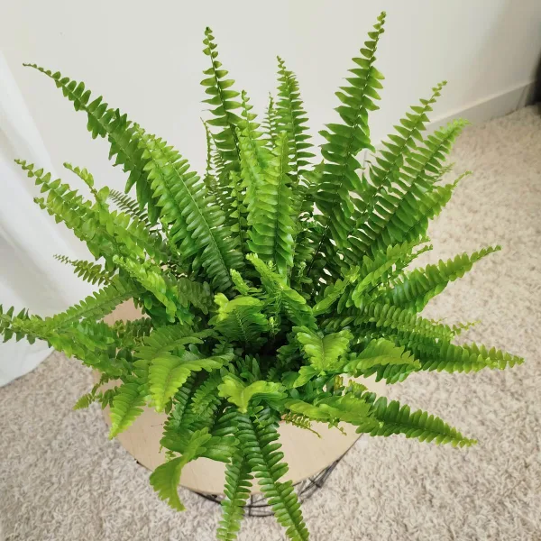 Paproć nefrolepis (Nephrolepis 'Green Lady') 40cm