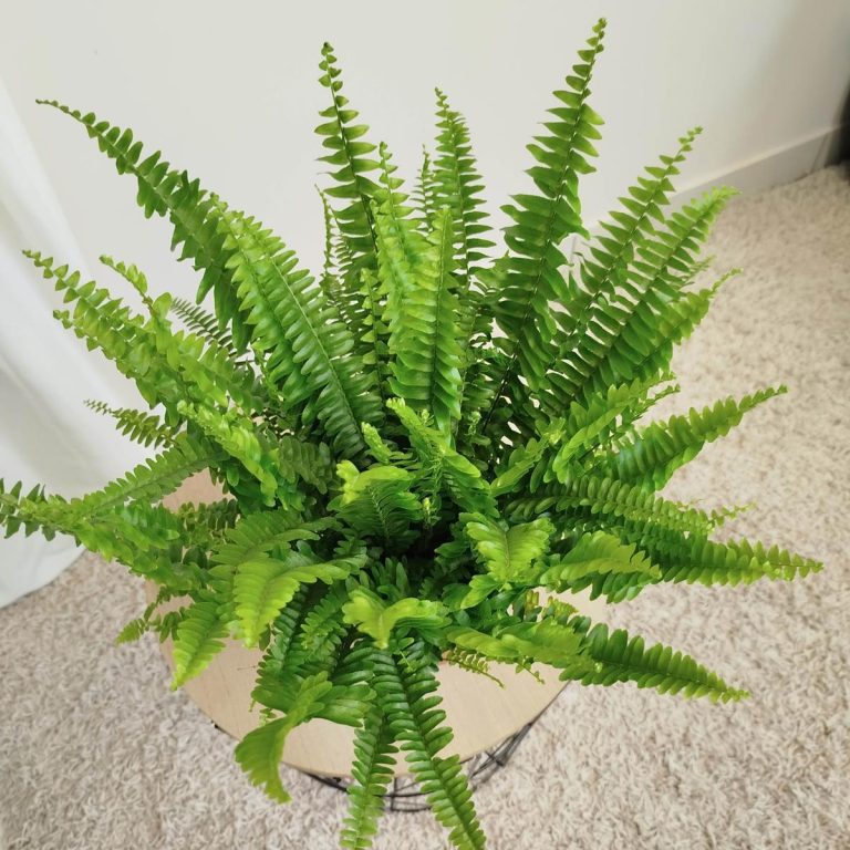 Paproć nefrolepis (Nephrolepis 'Green Lady') 40cm