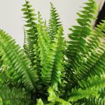 Paproć nefrolepis (Nephrolepis 'Green Lady') 40cm