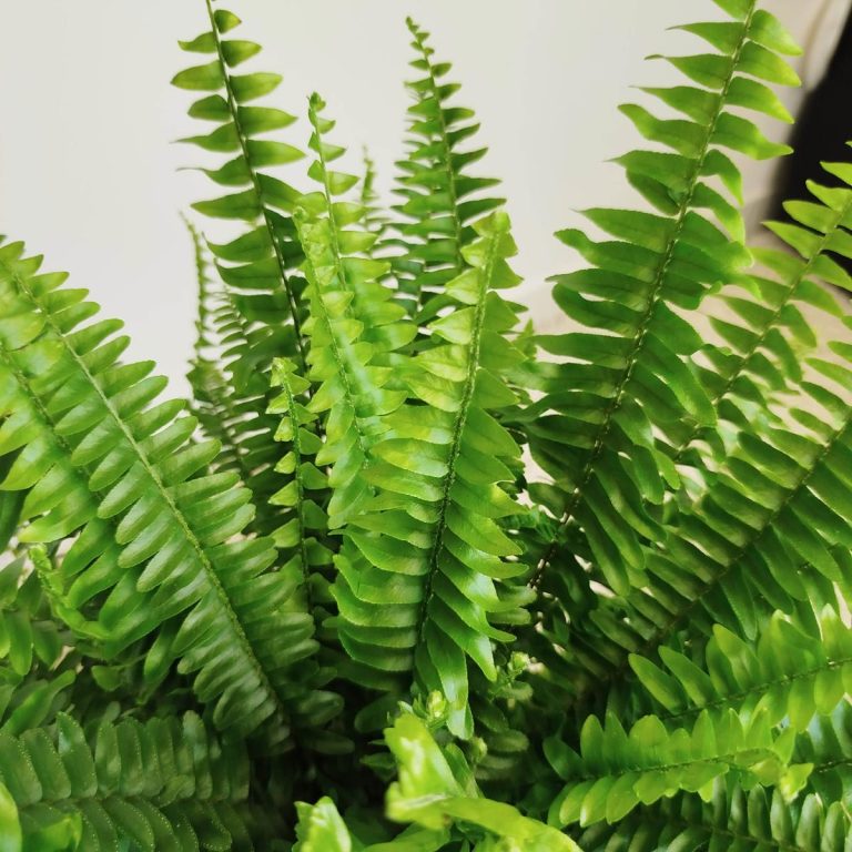 Paproć nefrolepis (Nephrolepis 'Green Lady') 40cm