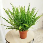 Paproć nefrolepis (Nephrolepis 'Green Lady') 40cm