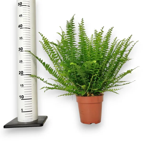 Paproć nefrolepis (Nephrolepis 'Green Lady') 40cm