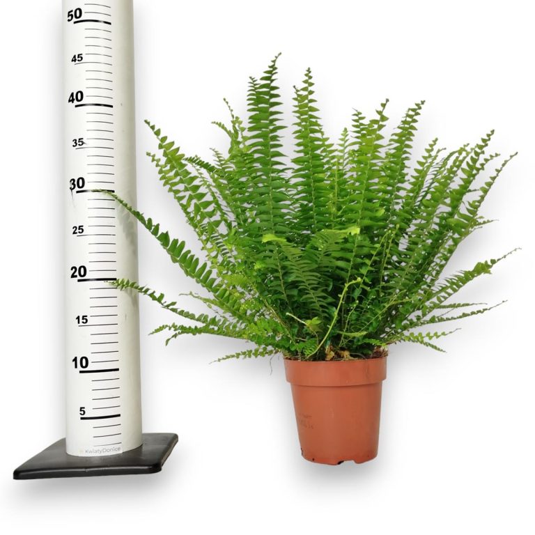 Paproć nefrolepis (Nephrolepis 'Green Lady') 40cm