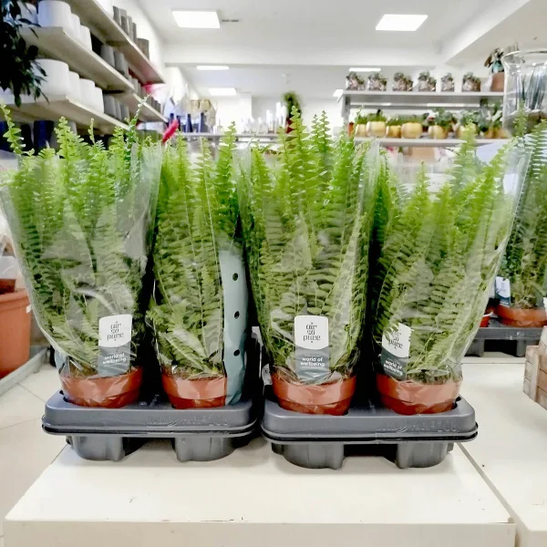 Paproć nefrolepis (Nephrolepis 'Green Lady') 40cm