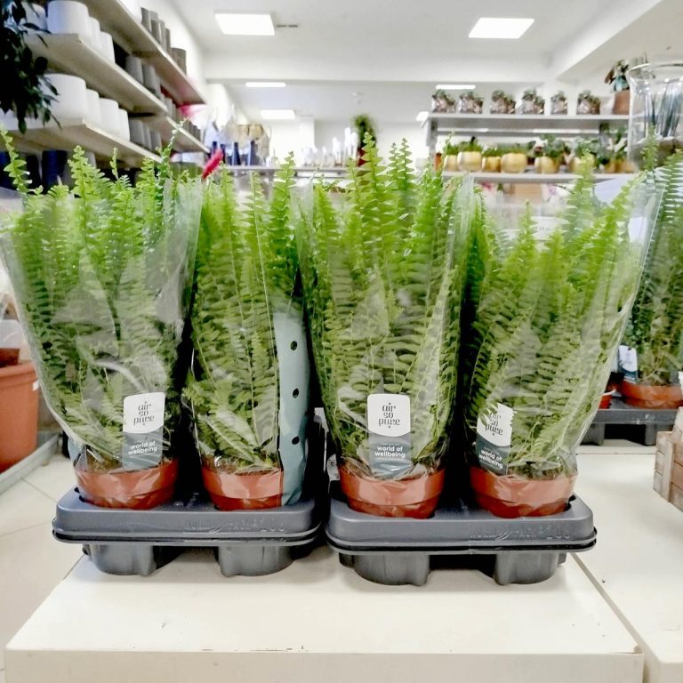 Paproć nefrolepis (Nephrolepis 'Green Lady') 40cm