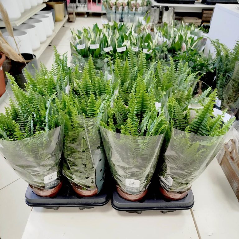 Paproć nefrolepis (Nephrolepis 'Green Lady') 40cm