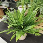 Paproć nefrolepis (Nephrolepis 'Green Lady') 40cm