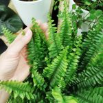 Paproć nefrolepis (Nephrolepis 'Green Lady') 40cm