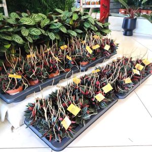 Peperomia kędzierzawa (Peperomia 'Rosso') 20cm