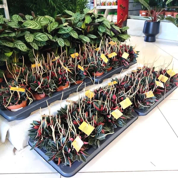 Peperomia kędzierzawa (Peperomia 'Rosso') 20cm