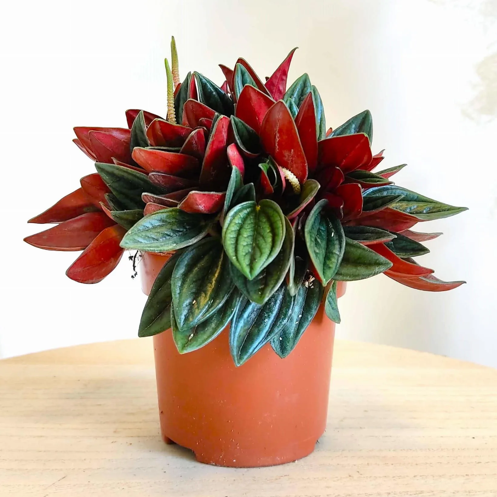 Peperomia kędzierzawa (Peperomia 'Rosso') 15-20cm