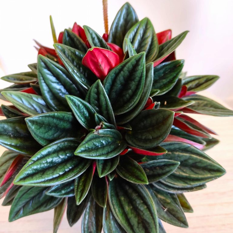 Peperomia kędzierzawa (Peperomia 'Rosso') 20cm