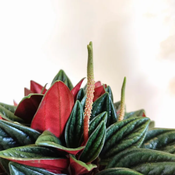 Peperomia kędzierzawa (Peperomia 'Rosso') 20cm