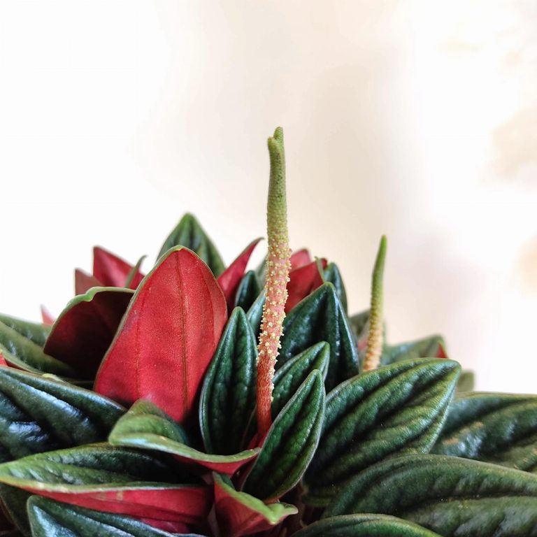 Peperomia kędzierzawa (Peperomia 'Rosso') 20cm