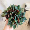 Peperomia kędzierzawa (Peperomia 'Rosso’) 20cm