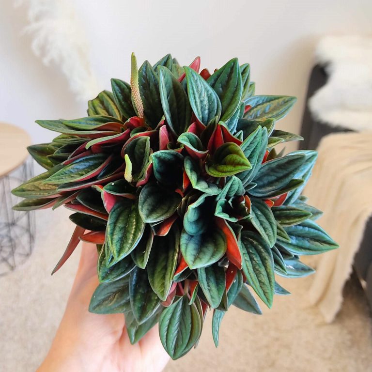 Peperomia kędzierzawa (Peperomia 'Rosso') 20cm