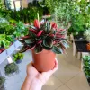 Peperomia kędzierzawa (Peperomia 'Rosso’) 20cm