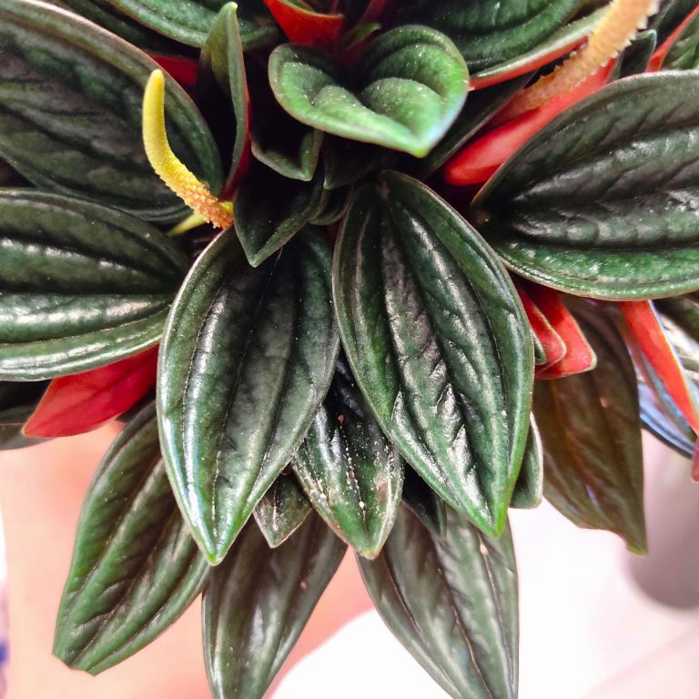 Peperomia kędzierzawa (Peperomia 'Rosso') 20cm