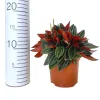 Peperomia kędzierzawa (Peperomia 'Rosso’) 20cm