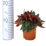 Peperomia kędzierzawa (Peperomia 'Rosso') 20cm