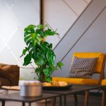 Monstera dziurawa (Monstera deliciosa) 130cm