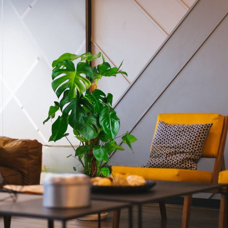 Monstera dziurawa (Monstera deliciosa) 130cm