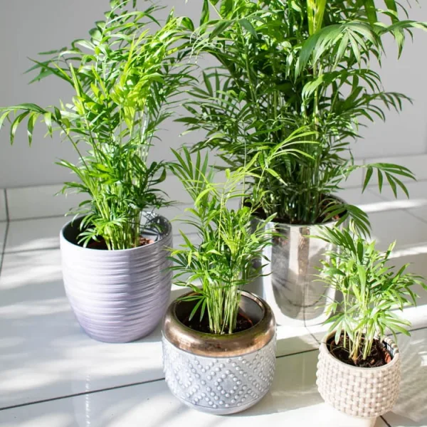 Nawóz długodziałający osmocote uniwersalny  300g