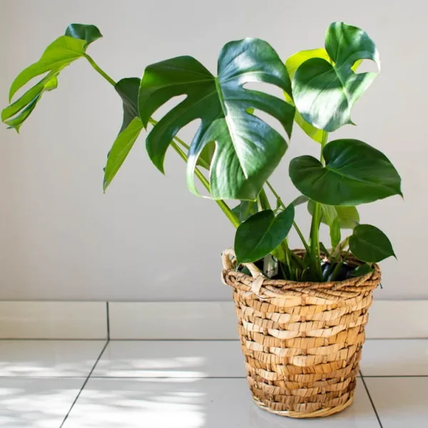 Nawóz długodziałający osmocote uniwersalny  300g