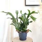 Paproć płaskla łosioroga (Platycerium bifurcatum) 30cm