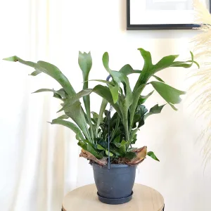 Paproć płaskla łosioroga (Platycerium bifurcatum) 30cm