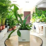 Paproć płaskla łosioroga (Platycerium bifurcatum) 30cm