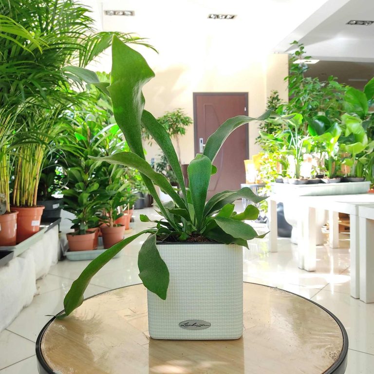 Paproć płaskla łosioroga (Platycerium bifurcatum) 30cm