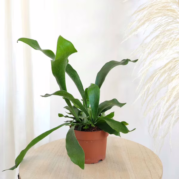 Paproć płaskla łosioroga (Platycerium bifurcatum) 25-30cm