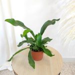 Paproć płaskla łosioroga (Platycerium bifurcatum) 30cm