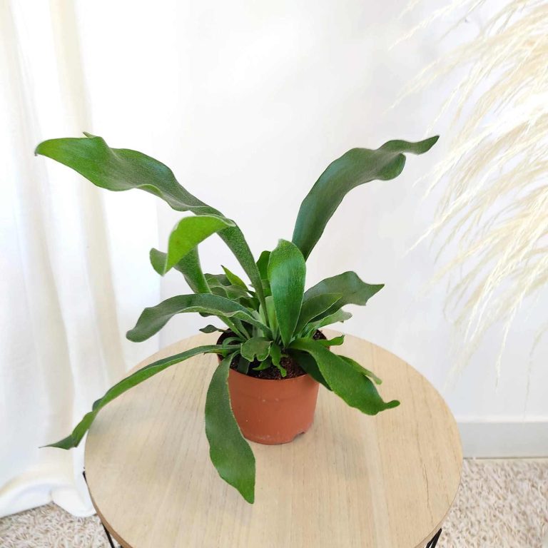 Paproć płaskla łosioroga (Platycerium bifurcatum) 30cm