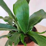 Paproć płaskla łosioroga (Platycerium bifurcatum) 30cm