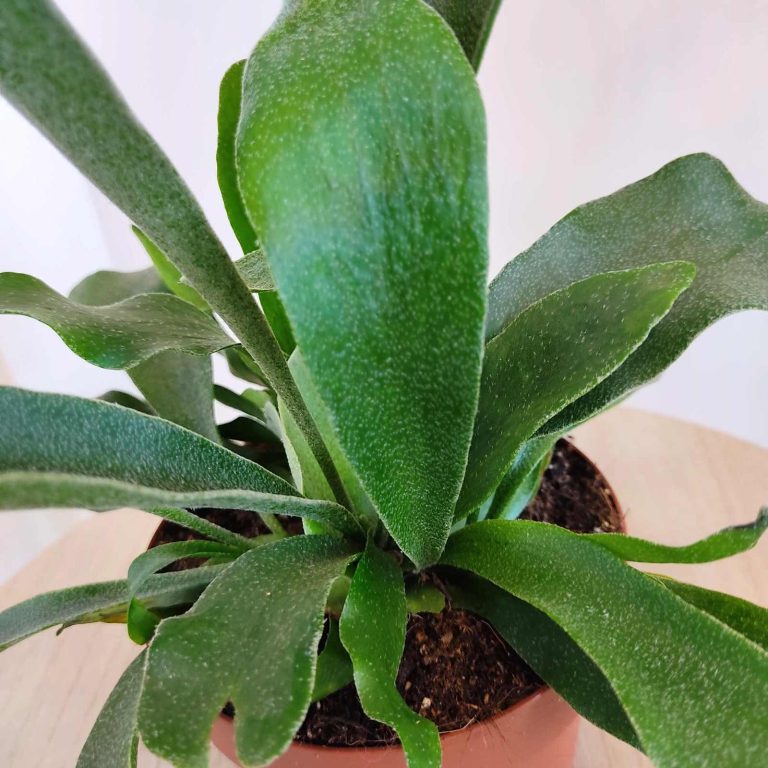 Paproć płaskla łosioroga (Platycerium bifurcatum) 30cm