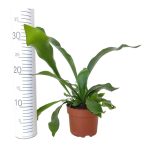 Paproć płaskla łosioroga (Platycerium bifurcatum) 30cm