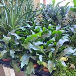 Paproć płaskla łosioroga (Platycerium bifurcatum) 30cm