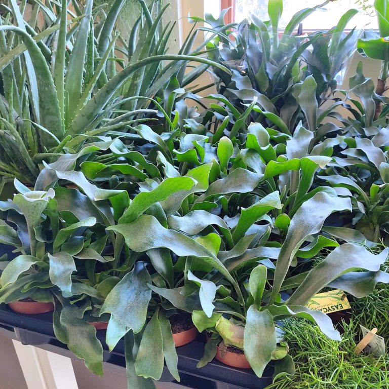 Paproć płaskla łosioroga (Platycerium bifurcatum) 30cm