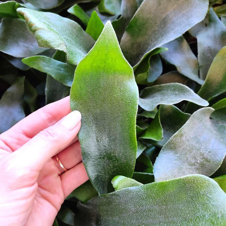 Paproć płaskla łosioroga (Platycerium bifurcatum) 30cm