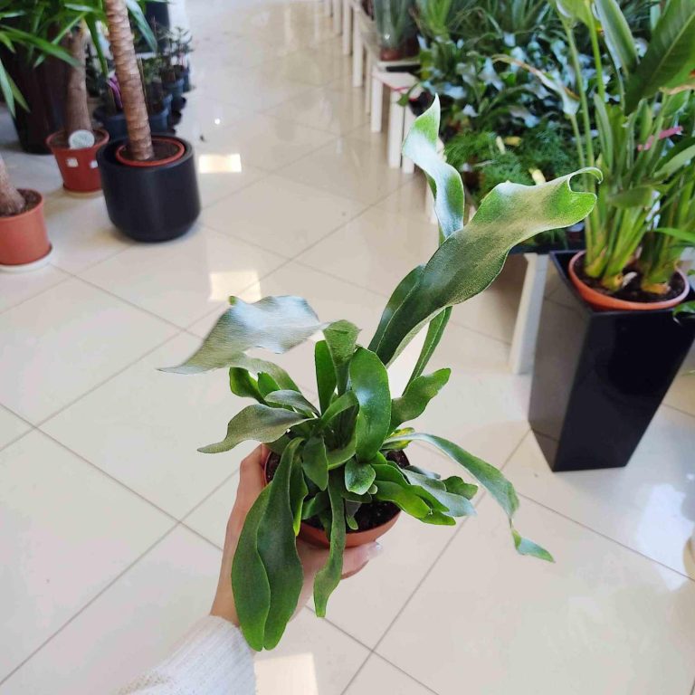 Paproć płaskla łosioroga (Platycerium bifurcatum) 30cm