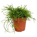 Patyczak, ripsalis (Rhipsalis 'Cassutha') 20cm