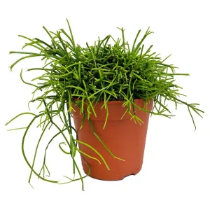 Patyczak, ripsalis (Rhipsalis 'Cassutha') 20cm